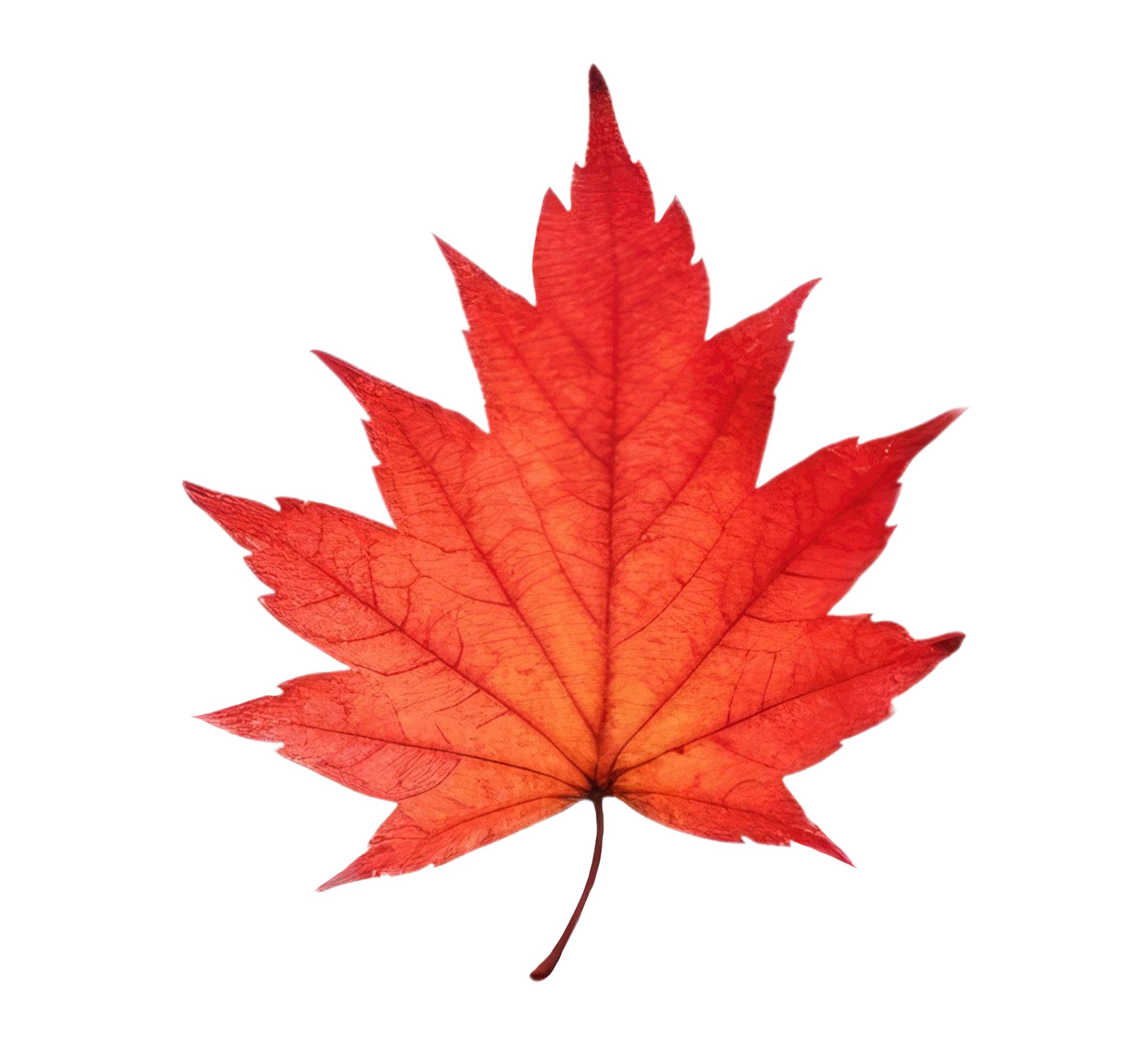 Maple Logo